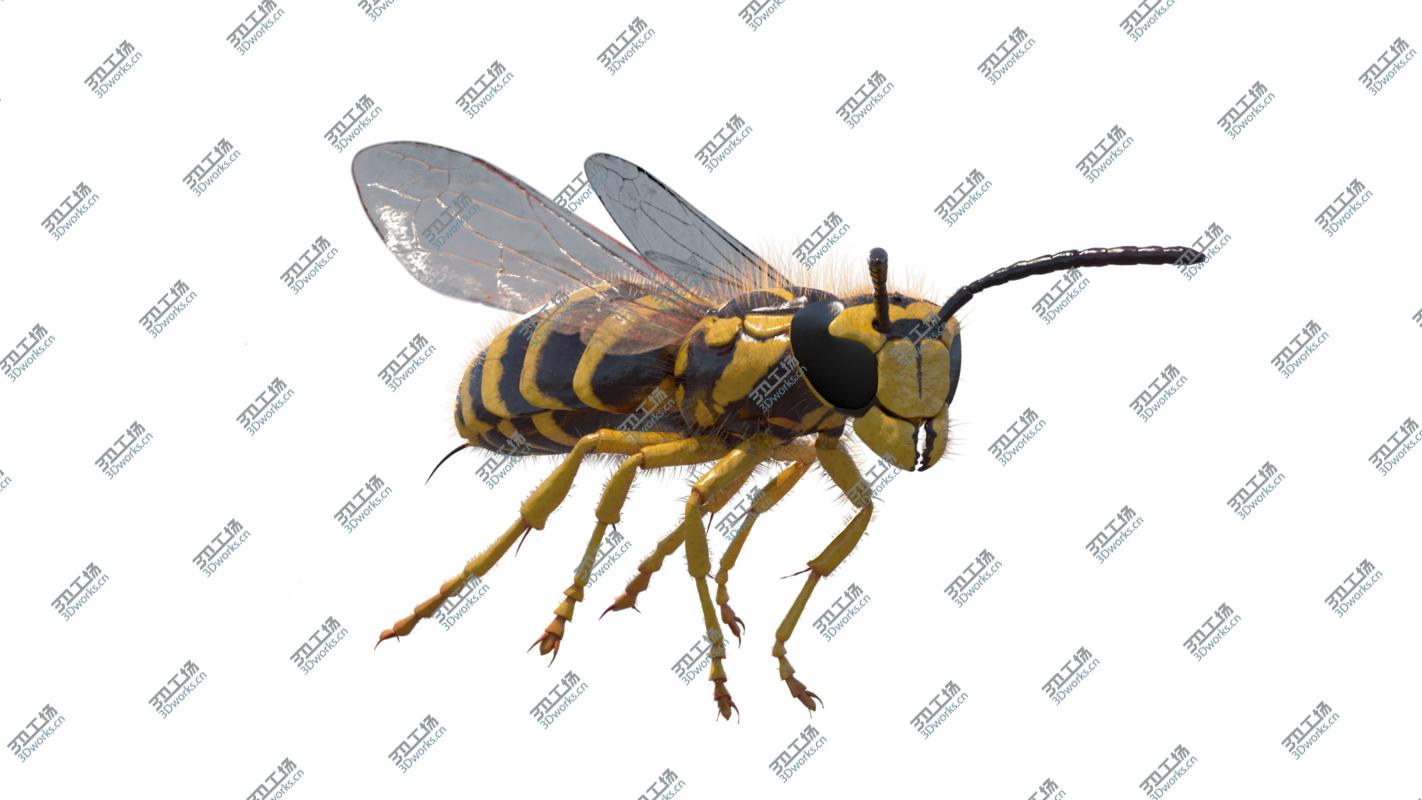 images/goods_img/202104092/Vespula squamosa Rigged model/3.jpg